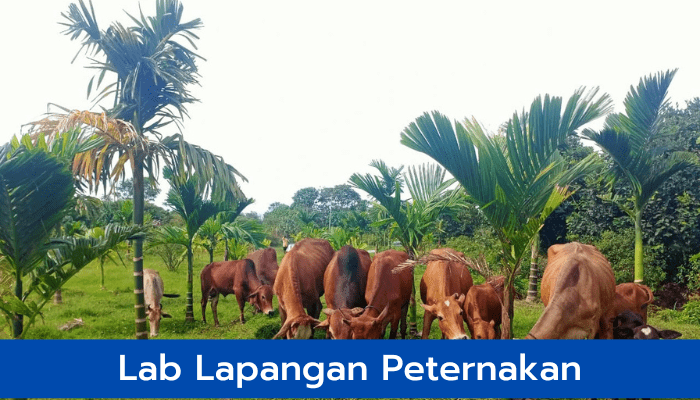 Lab Lapangan Peternakan